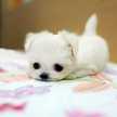 pandababy