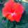 Mamaof_3 Mamaof_3