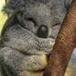Koala Baby