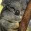 Koala Baby