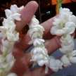 Noviia Wardii