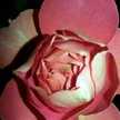 nichole.walejewski.3