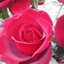 Israa M.F.