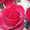 Israa M.F. Israa M.F.