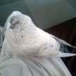 gouri$