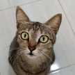 Mici Comel