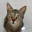 Mici Comel