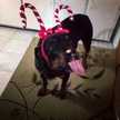 Lola