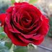 Sharmin Roohi