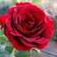 Sharmin Roohi