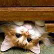 kitten5465