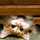 kitten5465 kitten5465