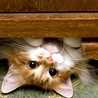 kitten5465 kitten5465