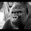 Gorillapaw44