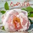 طبخات ميهاد 