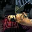 cutebeaglemix lover1