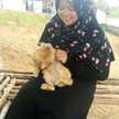 nurfadillah