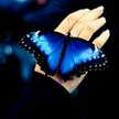 papillon bleu
