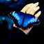 papillon bleu
