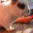 yonyl Villalobos