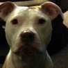 LadyCop23