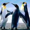 Denty Sari