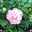 Cathie Cornell Reasoner