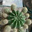 Edilma Velaides