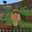 candy_ dani123 (lachoripan_frito)