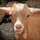 Si kambing Si kambing