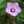 Inev