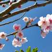 Kazuko