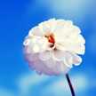 flower8986
