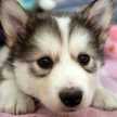Doglover1