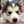 Doglover1