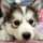 Doglover1
