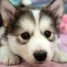Doglover1