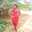 Emiliana Wakesho