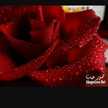 Sharkies Ahmed اختراعاتى ووصفاتى 