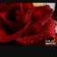 Sharkies Ahmed اختراعاتى ووصفاتى 