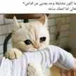 توتا