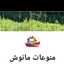 Mona Labib