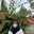Afifah