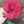 زهرا