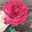 زهرا