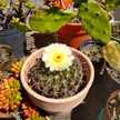 Flor M