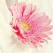 doaa