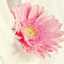 doaa
