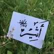 متفائلة الحربي
