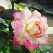 Eri Rosela